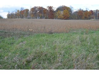 Property photo 31 - 127 Acres Offered in 8 Tracts - Allen & Dekalb County Land